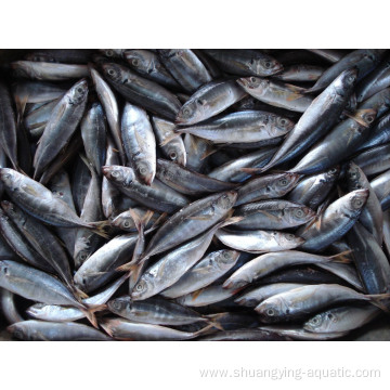 Chinese Frozen Fish Horse Mackerel 16-20cm 20-25cm